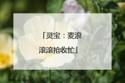 灵宝：麦浪滚滚抢收忙