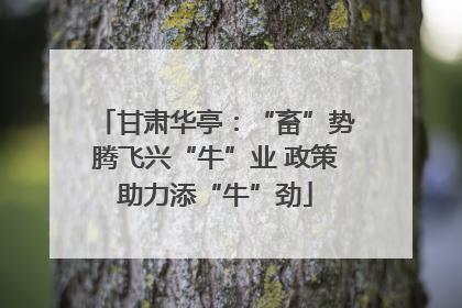甘肃华亭：“畜”势腾飞兴“牛”业 政策助力添“牛”劲