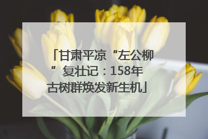 甘肃平凉“左公柳”复壮记：158年古树群焕发新生机