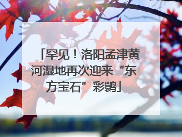 罕见！洛阳孟津黄河湿地再次迎来“东方宝石”彩鹮