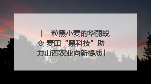 一粒黑小麦的华丽蜕变 麦田“黑科技”助力山西农业向新提质