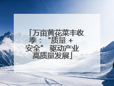 万亩黄花菜丰收季：“质量 + 安全” 驱动产业高质量发展