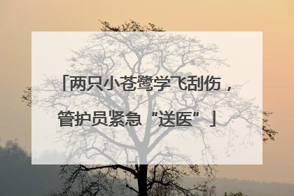 两只小苍鹭学飞刮伤，管护员紧急“送医”