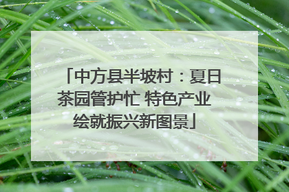 中方县半坡村：夏日茶园管护忙 特色产业绘就振兴新图景