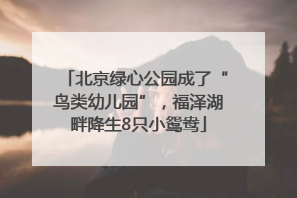北京绿心公园成了“鸟类幼儿园”，福泽湖畔降生8只小鸳鸯
