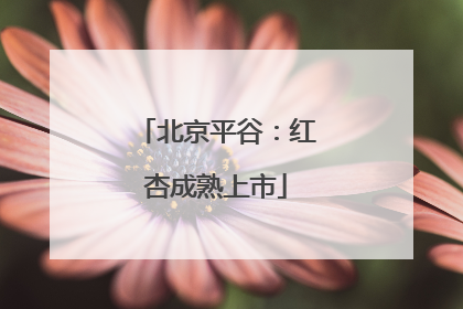 北京平谷：红杏成熟上市