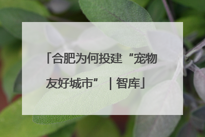 合肥为何投建“宠物友好城市”｜智库