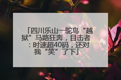 四川乐山一鸵鸟“越狱”马路狂奔，目击者：时速超40码，还对我“笑”了下