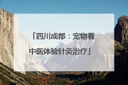 四川成都：宠物看中医体验针灸治疗