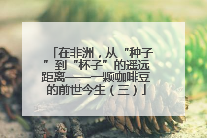 在非洲，从“种子”到“杯子”的遥远距离——一颗咖啡豆的前世今生（三）