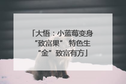 大悟：小蓝莓变身“致富果” 特色生“金”致富有方