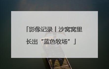 影像记录丨沙窝窝里长出“蓝色牧场”