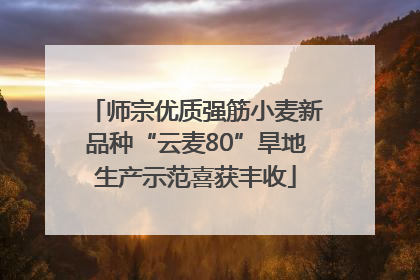 师宗优质强筋小麦新品种“云麦80”旱地生产示范喜获丰收