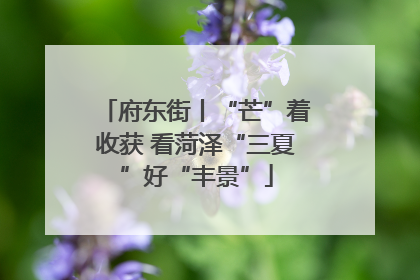 府东街丨“芒”着收获 看菏泽“三夏”好“丰景”