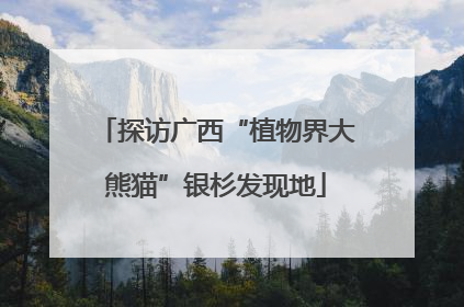 探访广西“植物界大熊猫”银杉发现地
