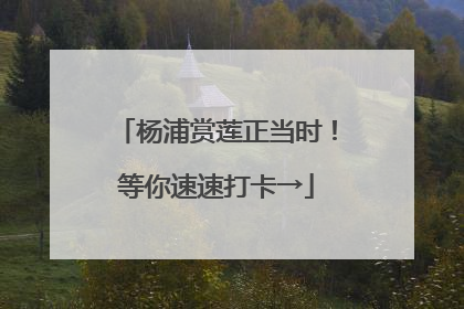 杨浦赏莲正当时！等你速速打卡→