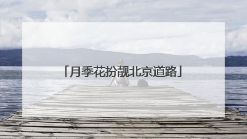 月季花扮靓北京道路