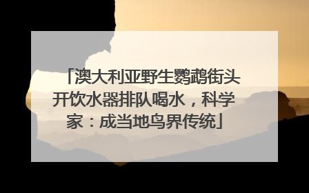 澳大利亚野生鹦鹉街头开饮水器排队喝水，科学家：成当地鸟界传统