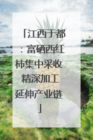 江西于都：富硒西红柿集中采收 精深加工延伸产业链