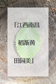 江西南昌：稻渐黄 田园美