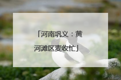 河南巩义：黄河滩区麦收忙