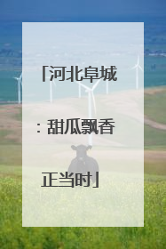 河北阜城：甜瓜飘香正当时