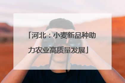 河北：小麦新品种助力农业高质量发展