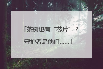 茶树也有“芯片”？守护者是他们……