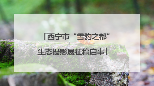 西宁市“雪豹之都”生态摄影展征稿启事