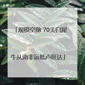 规模空前 70头白犀牛从南非运抵卢旺达
