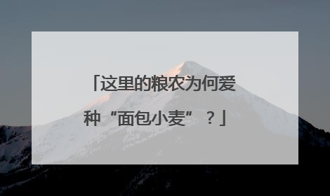 这里的粮农为何爱种“面包小麦”？