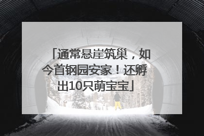通常悬崖筑巢，如今首钢园安家！还孵出10只萌宝宝