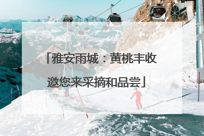 雅安雨城：黄桃丰收 邀您来采摘和品尝