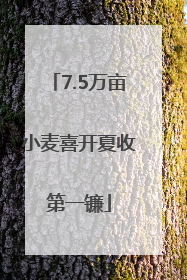 7.5万亩小麦喜开夏收第一镰